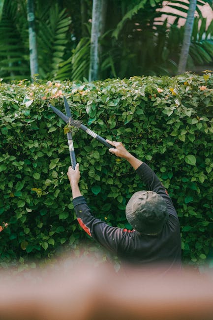 A gardener wearing a grey cap and dark clothing is trimming a dense, well-maintained hedge with pruning shears, focusing on the top and side edges. The hedge comprises lush green foliage with some sma